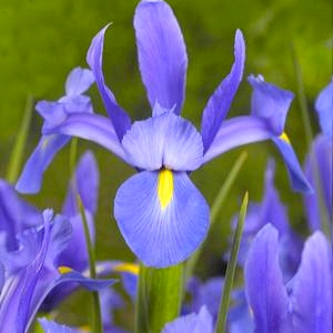 X 100 IRIS HOLLANDICA SAPPHIRE BEAUTY 7/8