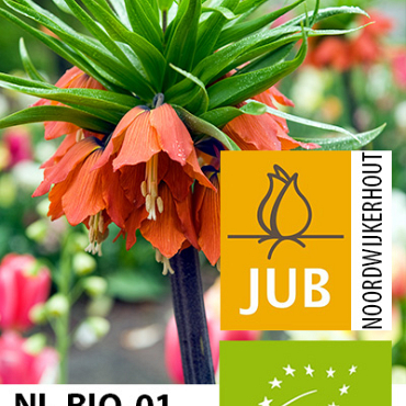 X   10 BIO FRITILLARIA IMP. RUBRA 18/+