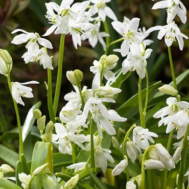 X 100 SCILLA SIBERICA ALBA 7/8