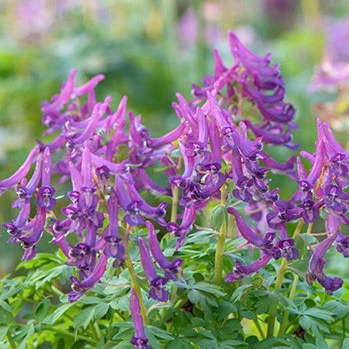 X 50 CORYDALIS CAVA I