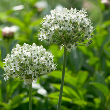 X 100 ALLIUM NIGRUM (MULTIBULBOSUM) 12/+