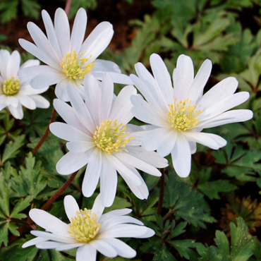 X 100 ANEMONE SPECIES BLANDA WHITE SPLENDOUR 5/7