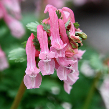 X 100 CORYDALIS SOLIDA BETH EVANS 6/+