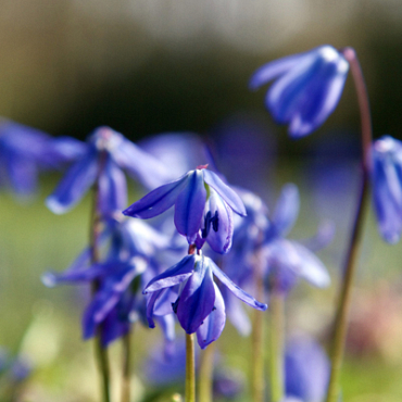 X 100 SCILLA SIBERICA 7/8