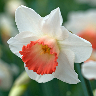 X 100 NARCISSUS PINK CHARM 12/14