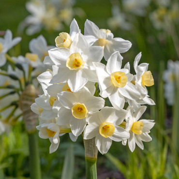 X 100 NARCISSUS AVALANCHE 13/15
