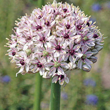 X   25 ALLIUM SILVER SPRING 10/+