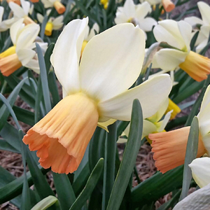 X 100 NARCISSUS CARICE 12/14