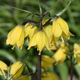 X   25 FRITILLARIA HELENA 24/+