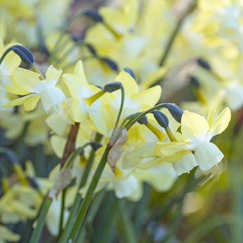 X 100 NARCISSUS MOONLIGHT SENSATION 12/14