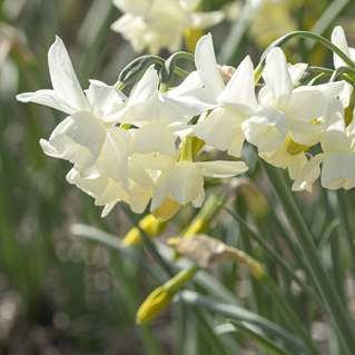 X 100 NARCISSUS STARLIGHT SENSATION 12/14