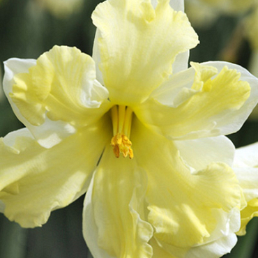 X 100 NARCISSUS BELCANTO 12/14