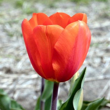 X 100 TULIPA CADANS 11/12