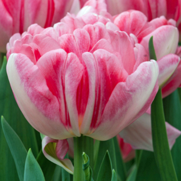 X 100 TULIPA FOXTROT 11/12