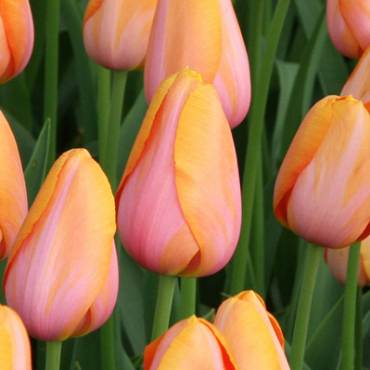 X 100 TULIPA DORDOGNE 11/12