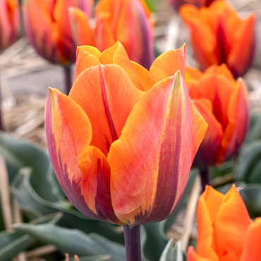 X 100 TULIPA PRINSES IRENE 11/12