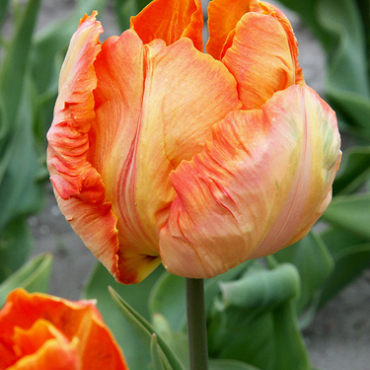 X 100 TULIPA PARROT KING 12/+