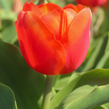 X 100 TULIPA ORANGE SHERPA 12/+