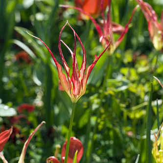 X 100 TULIPA ACUMINATA I