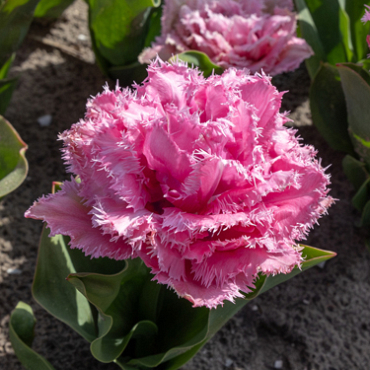 X 100 TULIPA CAIRNS 11/12