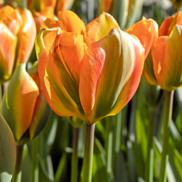 X 100 TULIPA ORANGE MARMELADE 12/+