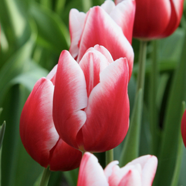 X 100 TULIPA UNIVERSUM 11/12
