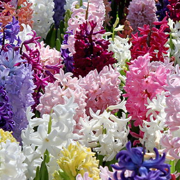 X   50 HYACINTHUS MIX 15/16