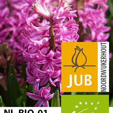 X   50 BIO HYACINTHUS PINK PEARL  15/17