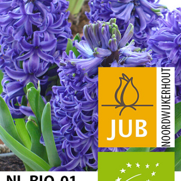 X   50 BIO HYACINTHUS BLUE PEARL 15/17