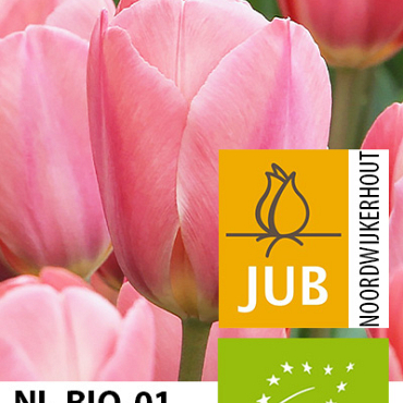 X 100 BIO TULIPA DESIGN IMPRESSION 11/12