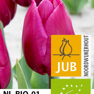 X 100 BIO TULIPA PURPLE PRINCE 11/12