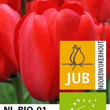 X 100 BIO TULIPA RED IMPRESSION 11/12