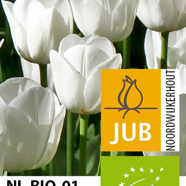 X 100 BIO TULIPA ROYAL VIRGIN 11/12