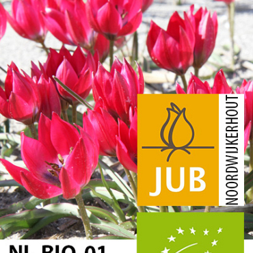 X 100 BIO TULIPA LITTLE BEAUTY 5/+