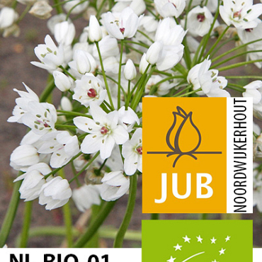 X 100 BIO ALLIUM COWANII 4/5