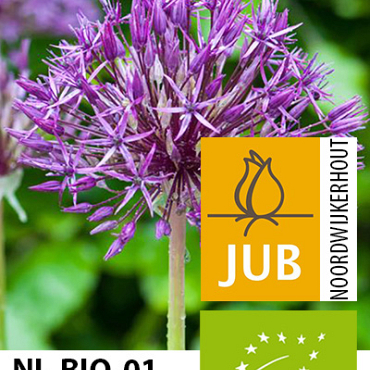 X   50 BIO ALLIUM PURPLE RAIN 10/12