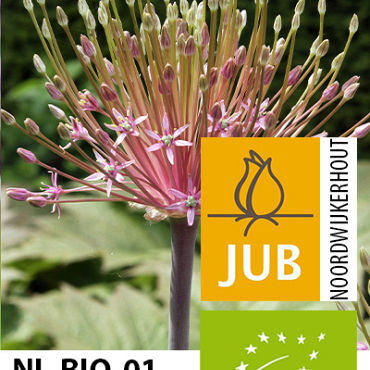 X   25 BIO ALLIUM SCHUBERTII 16/+