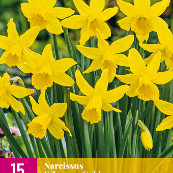 X 15 NARCISSUS FEBRUARY GOLD 10/12