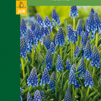 X 10 MUSCARI ARMENIACUM 6/7