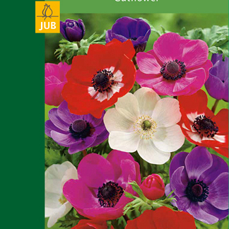 X 10 ANEMONE DE CAEN 4/5