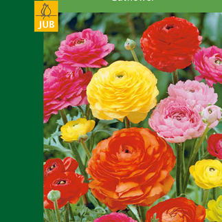 X 10 RANUNCULUS MIX  4/5