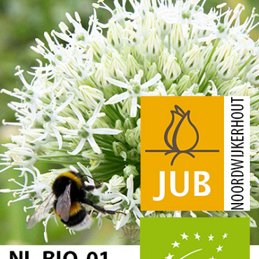 X   25 BIO ALLIUM MOUNT EVEREST 16/+