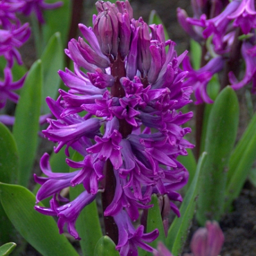 X   50 HYACINTHUS PURPLE SENSATION 15/16