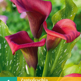 X   1 ZANTEDESCHIA CALLAFORNIA RED 14/16