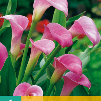 X   1 ZANTEDESCHIA GARNET GLOW 14/16
