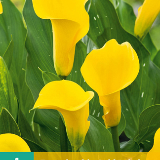 X   1 ZANTEDESCHIA GOLD LABEL 14/16