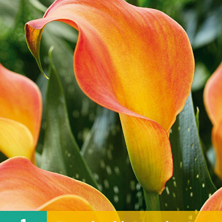 X   1 ZANTEDESCHIA MORNING SUN 14/16