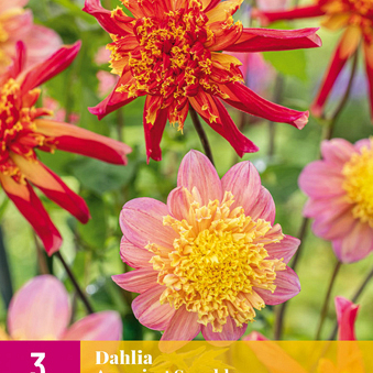 X 3 DAHLIA AMAZING SPARKLE I