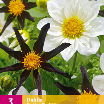 X 3 DAHLIA BUTTERFLY LOVE I