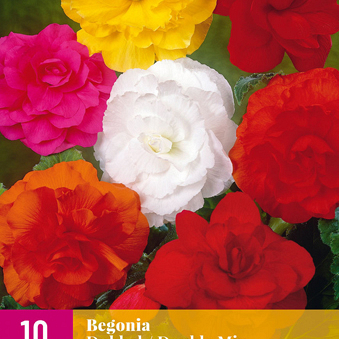 X 10 BEGONIA DOUBLE MIX 3/4